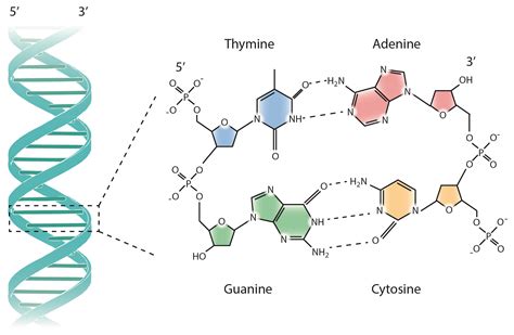 Pairing Of Dna Bases