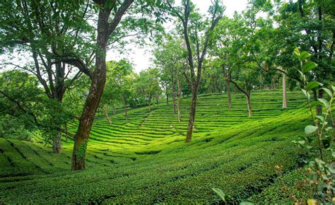 Kangra’s tea gardens: falling off the map