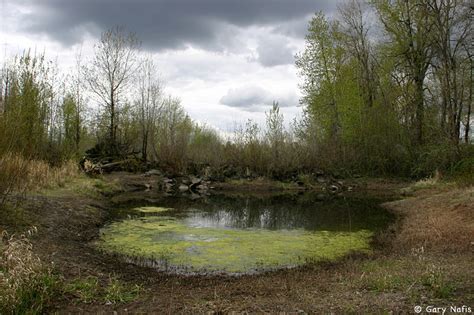 American Bullfrog Habitat