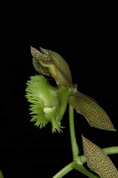 Catasetum fimbriatum – Orchidee.de