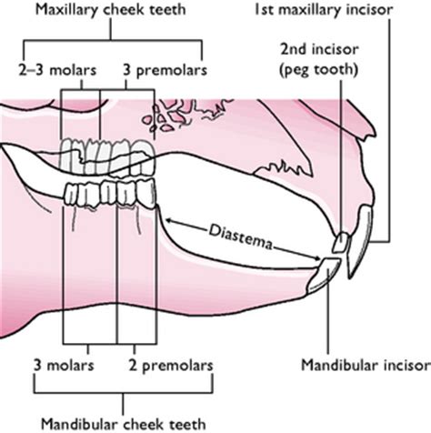 Mammals | Veterian Key