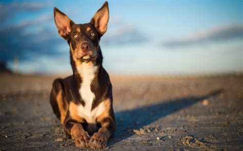 Methods to train Australian Kelpie Dog- Strategies and Techniques for ...