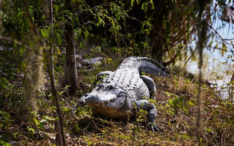 Everglades Alligator Farm in Homestead/Florida City Area, FL