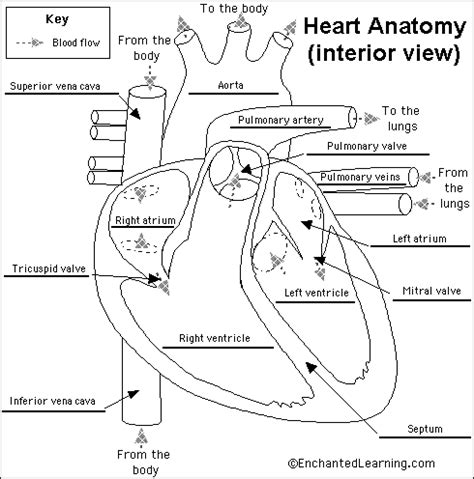 The Heart Anatomy - The Knowledge Library