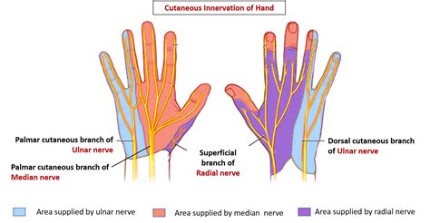 Cutaneous Innervation of Hand – Anatomy QA