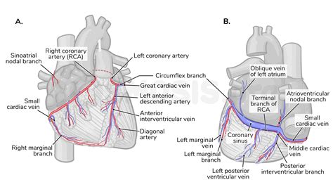 Coronary Circulation Anatomical Cross Section Diagram Labeled Vector ...