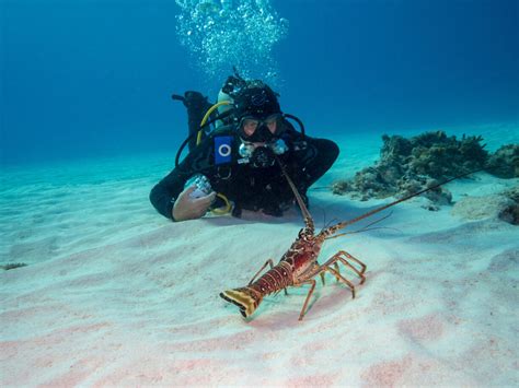 How to Properly Disinfect Scuba Diving Equipment