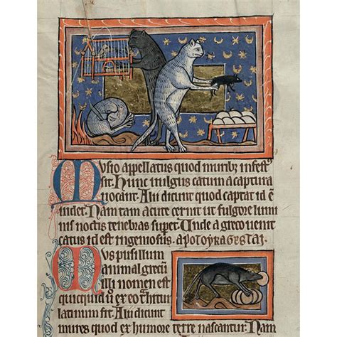 Cats in Medieval Manuscripts - British Library publication – 50 Watts Books