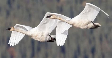 Trumpeter Swan Migration: A Complete Guide | Birdfact