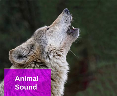 Wolf Howling Sound Free MP3 Download | Mingo Sounds