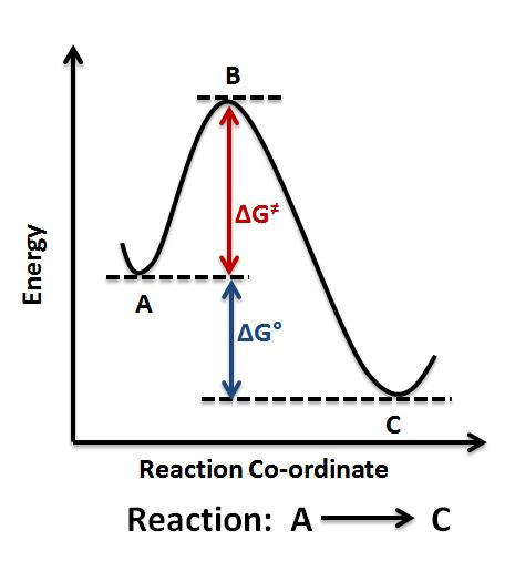 Exergonic Reaction Diagram - Wiring Diagram Pictures