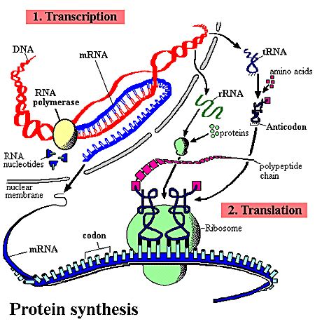 Protein Synthesis