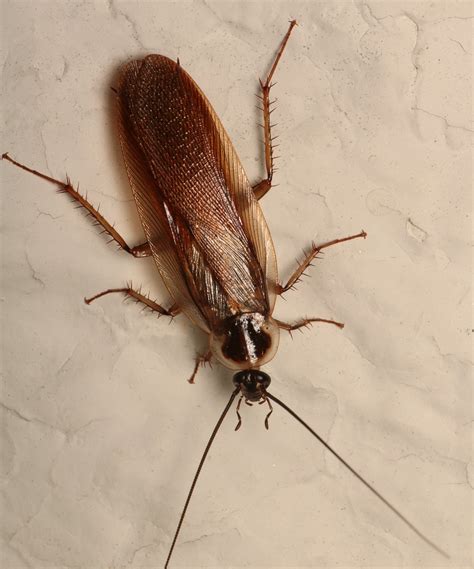 Maryland Biodiversity Project - Pennsylvania Wood Cockroach ...