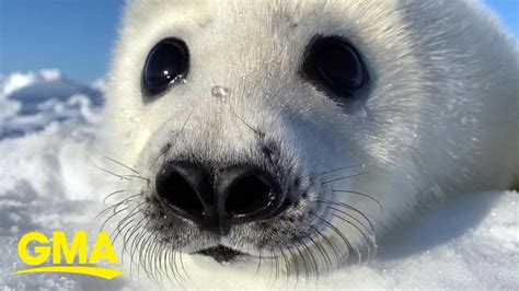 Extraordinary Earth: How harp seal pups rely on ice floes in the ...