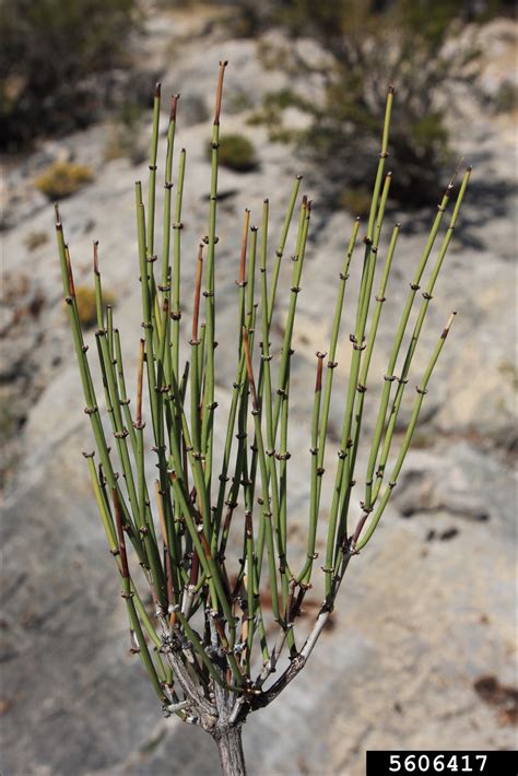 mormon tea (Ephedra viridis)