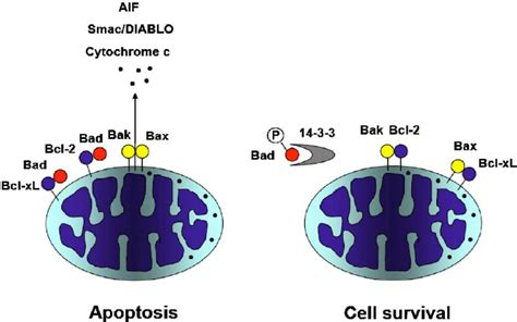 Function of Bcl-2 family proteins. Named after the founding member of ...