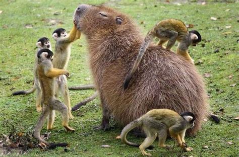 Why do all animals love capybaras? - Animal-Club.co.uk