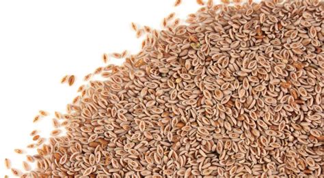 Psyllium facts and health benefits