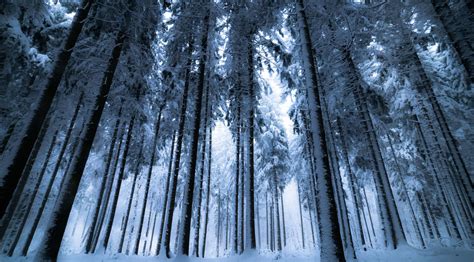 Download A Mystical Winter Forest Awakens at Dusk Wallpaper ...