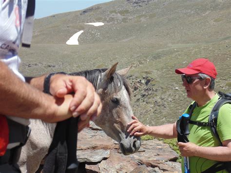 The wildlife of Sierra Nevada | Erasmus blog Granada, Spain