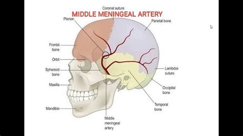 MIDDLE MENINGEAL ARTERY - YouTube