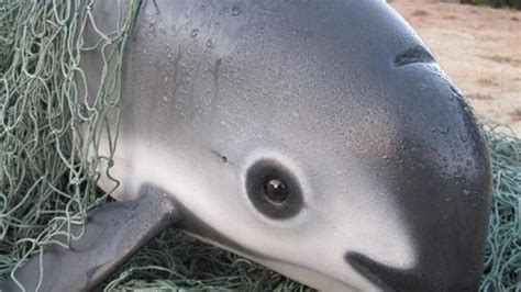 Petition · Save the Vaquitas - United States · Change.org