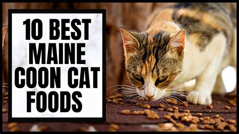 The 10 Best Maine Coon Cat Foods - YouTube