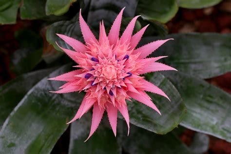 Pink Bromeliad Photo Print 01 - Etsy