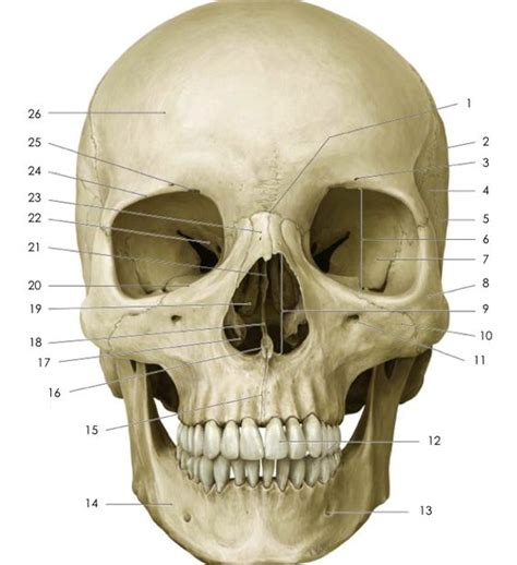 Skull anatomy, Anatomy and Thoracic vertebrae on Pinterest