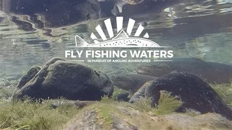 Spawning Brown Trout Video - Fly Fishing Waters