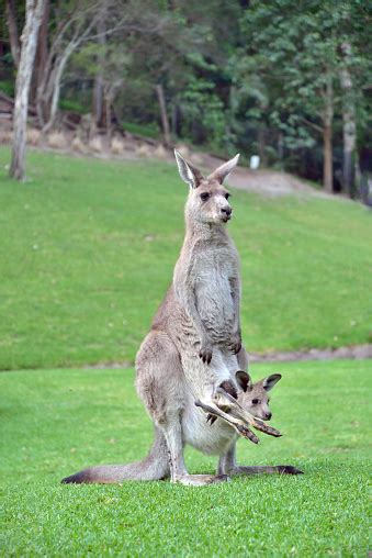 Cute Baby Kangaroo Joey In Pouch Stock Photo - Download Image Now - iStock