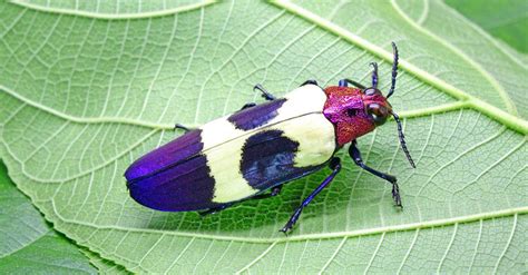 The 9 Most Colorful Beetles In The World - AZ Animals