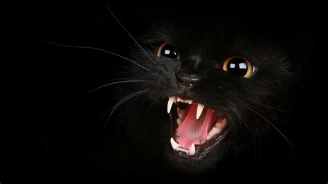 black cat #teeth #mouth #eyes #dark #angry #1080P #wallpaper # ...