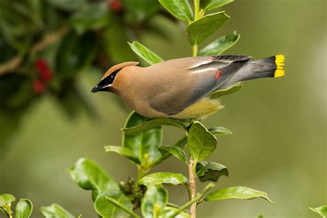 Bird of the Week: Cedar Waxwing - Travis Audubon