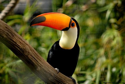 The Tropical Rainforest Animals | Wallpapers Gallery