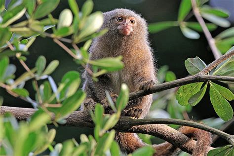 Eastern Pygmy Marmosets: Meet them at Zoo Leipzig!