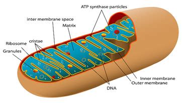 Mitochondrial Cristae | Definition, Structure & Function - Lesson ...