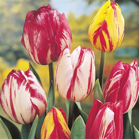 Heirloom Tulips | Old Fashioned Tulips | Perennial Tulips | Species Tulips