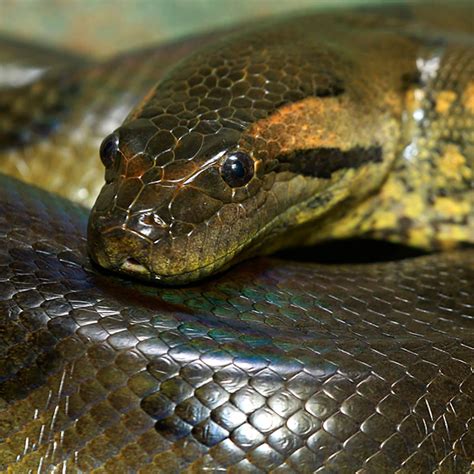 Green Anaconda - River Wonders