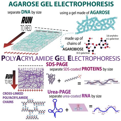 Agarose Gel Electrophoresis Definition, Principle,, 43% OFF