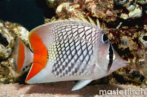 Pearlscale butterflyfish - Chaetodon Xanthurus | MasterFisch