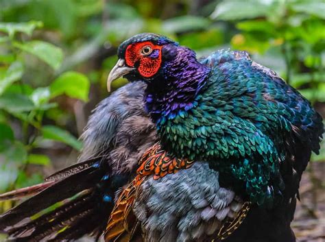 The Green Pheasant: National Bird of Japan - A-Z Animals