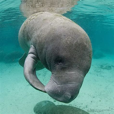 Manatees Are The Floaty Potatoes Of The Sea World