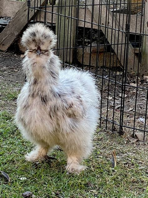 6 Silkie Chicken Hatching Eggs - All Colors, Extra fluffy, & Precious ...