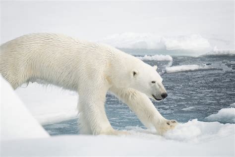 photoscope: polar bears and walrus of Svalbard/ Spitzberg