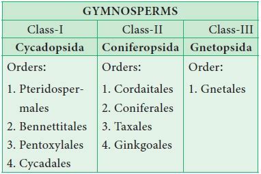 Gymnosperms - Characteristic features, Classification, Economic ...