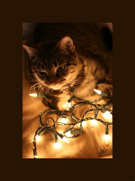 christmas cats - Christmas Photo (9351815) - Fanpop