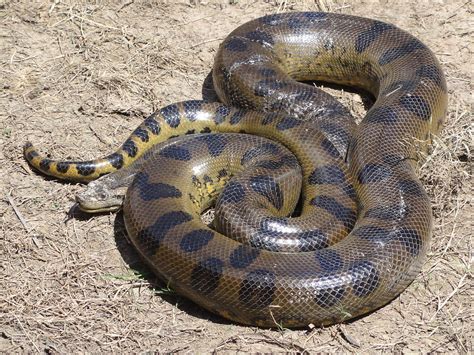 Green anaconda - Wikipedia