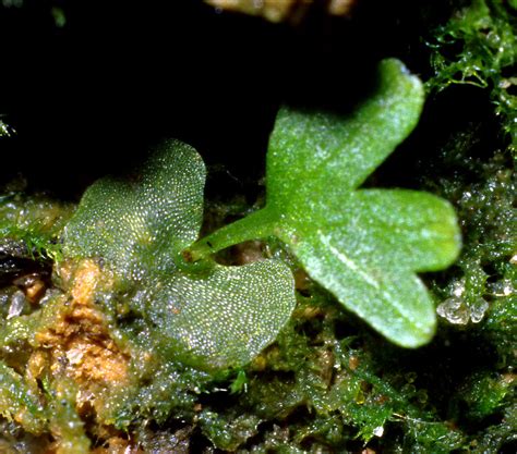 Fern prothallus with young sporophyte | The vaguely heart-sh… | Flickr