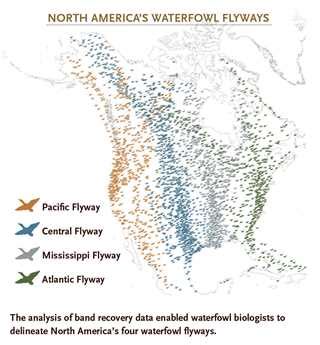 Understanding Waterfowl: The Flyways | Ducks Unlimited